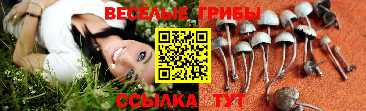 Ярославль  Псилоцибиновые грибы Magic Shrooms  как найти   Вход с VPN  Псилоцибиновые грибы Psilocybine cubensis 